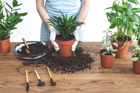 dreamstime_xs_151404496